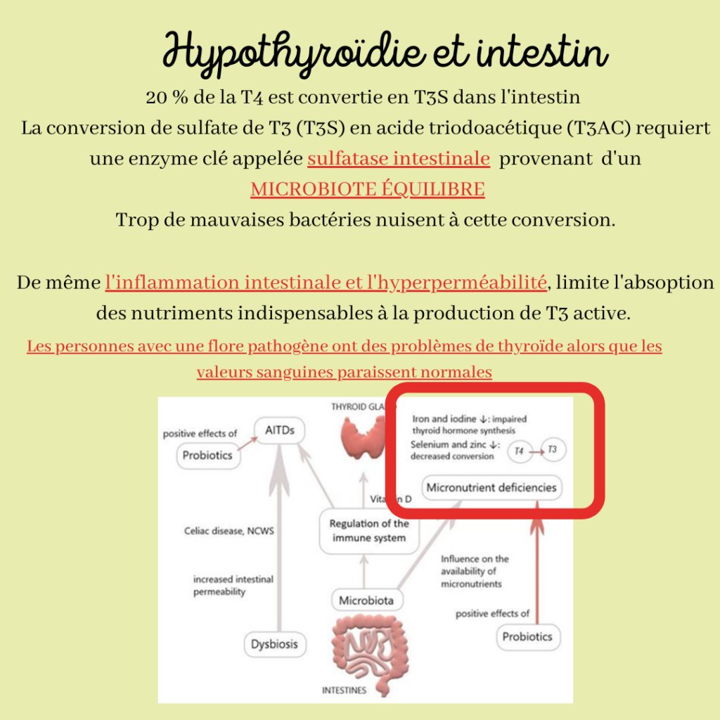 Hypothyroïdie, SOPK et prise en charge
Nutritionniste sur Saint-Chamas, Istres, Salon-de-Provence : Prise en charge de la perte de poids, surpoids, grossesse, infertilité, SOPK, endométriose