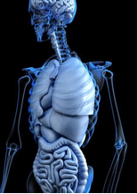 L-Carnitine énergie, ATP, coeur, muscles, cerveau
Nutritionniste sur Saint-Chamas : Prise en charge de la perte de poids, surpoids, grossesse, infertilité, SOPK, endométriose